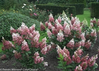 Pinky Winky&reg; Hardy Hydrangea paniculata