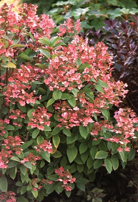 Hardy Hydrangea paniculata Quick Fire&reg;