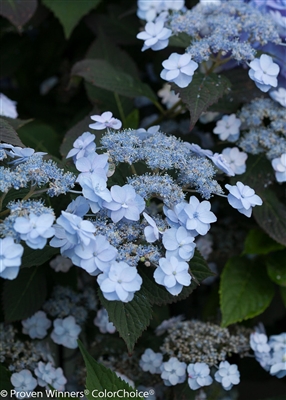 Tiny Tuff Stuff&#0153 Hardy Hydrangea paniculata