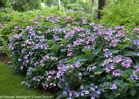 Tuff Stuffâ„¢ Reblooming Mountain Hydrangea serrata