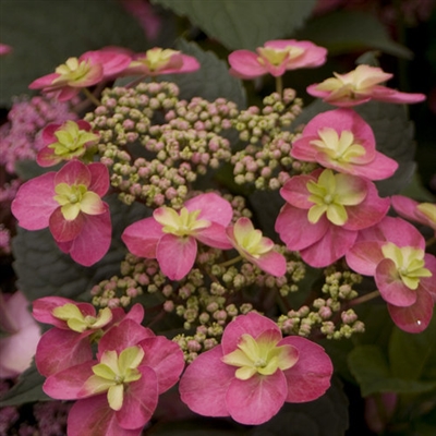 Tuff Stuffâ„¢ Mountain Hydrangea serrata Red