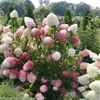 Hardy Hydrangea paniculata Zinfin Doll&#0153