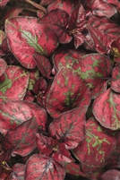 Polka Dot Plant Hippo Red Hypoestes