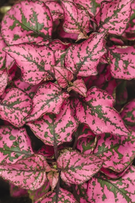 Polka Dot Plant Hippo Rose Hypoestes