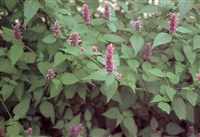 Hyssop