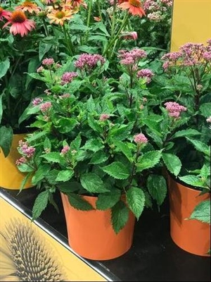 Joe-Pye Weed purpureum 'Euphoriaâ„¢ Ruby'