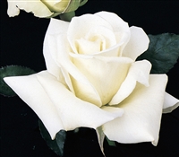 John F Kennedy Hybrid Tea Rose