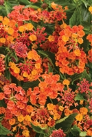 Lantana Luscious&reg; Marmalade