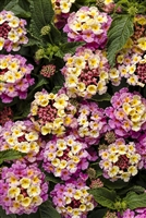 Lantana Luscious Pinkberry Blend