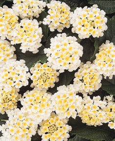 Lucky White Lantana