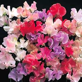 Lathyrus latifolius Sweet Pea Mixed Colors