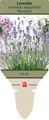 Lavandula angustifolia Lavender 'Munstead'
