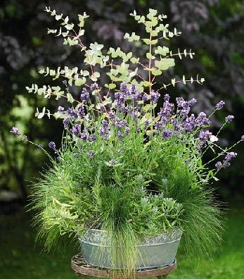 Lavandula angustifolia Lavender Vincenza Blue