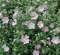 Lavatera thuringiaca Tree Mallow