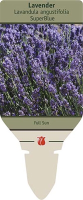 Lavender Lavandula angustifolia 'SuperBlue'