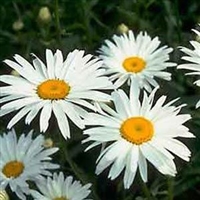 Leucanthemum Shasta Daisy Alaska