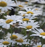 Leucanthemum Shasta Daisy White Breeze