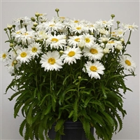 Leucanthemum Shasta Daisy White Magic