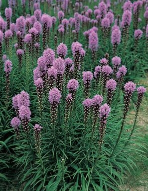 Liatris Spicata Gayfeather