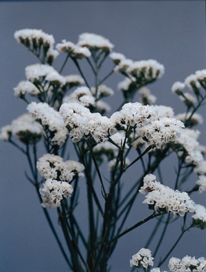 Limonium tataricum dumosum German Statice