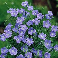 Perennial Flax Blue