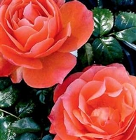 Livin' EasyÂ® Floribunda Rose