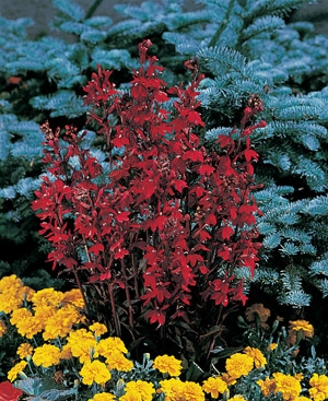 Lobelia Fan Burgundy