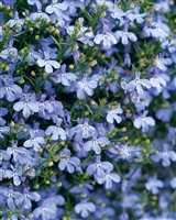 Lobelia Laguna&#0153; Sky Blue hybrid