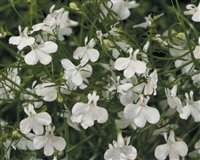 Lobelia Laguna&#0153; White hybrid