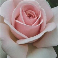 Meredith Hybrid Tea Rose