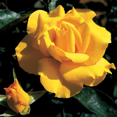 Midas Touchâ„¢ Hybrid Tea Rose