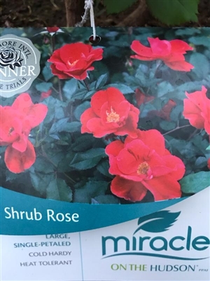 Miracle on the Hudson Shrub Rose