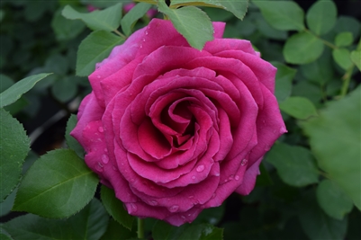 Miranda Lambert&#0153 Hybrid Tea Rose