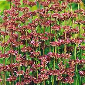 Monarda astromontana Bees Favorite