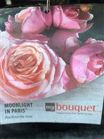 Moonlight in Paris Floribunda Rose
