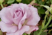 Moonlight Magic Hybrid Tea Rose