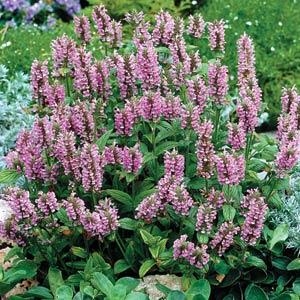 Catmint Nepeta Pink Cat