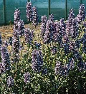 Nepeta Catmint Walkers Low