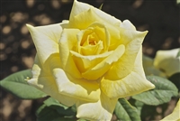 New Day Hybrid Tea Rose