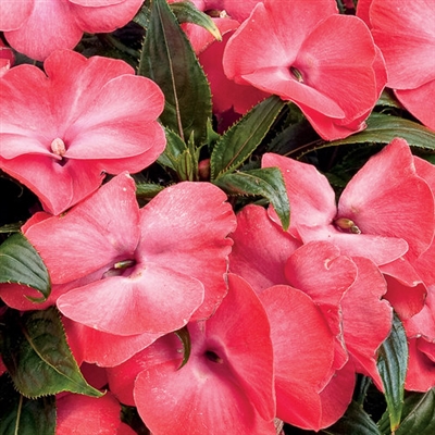 New Guinea Impatiens Infinity&reg; hawkeri