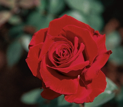 O.L. Weeks Hybrid Tea Rose