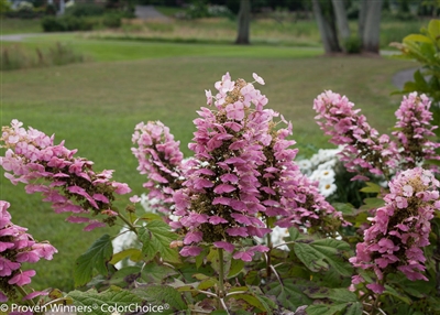 Oakleaf Hydrangea quercifolia Gatsby Pink&#0153;