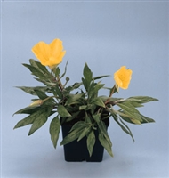 Oenothera missouriensis Ozark Sundrops