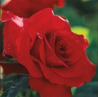 Opening Night Hybrid Tea Rose