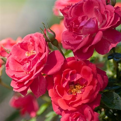 Landscape Shrub Rose Oso Easy&reg; Mango Salsa Rosa x