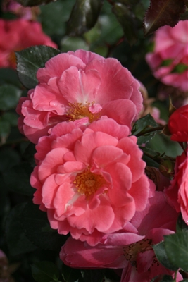 Landscape Shrub Rose Oso Easy&reg; Pink Cupcake Rosa x