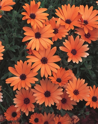 Orange Symphony Osteospermum hybrid