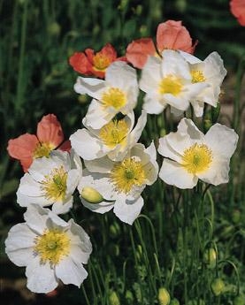 Papaver alpinum Alpine Poppy Mix