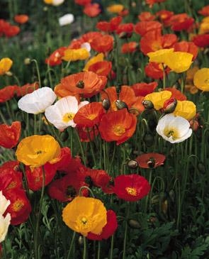 Papaver nudicaule Iceland Poppy Champagne Bubbles