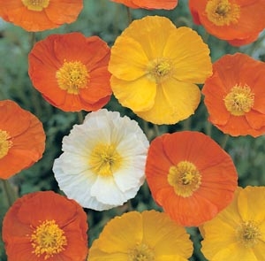 Papaver nudicaule Iceland Poppy Summer Breeze Mix